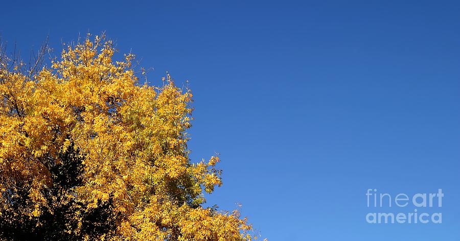 Yellow Autumn Tree #1 Photograph by Henrik Lehnerer