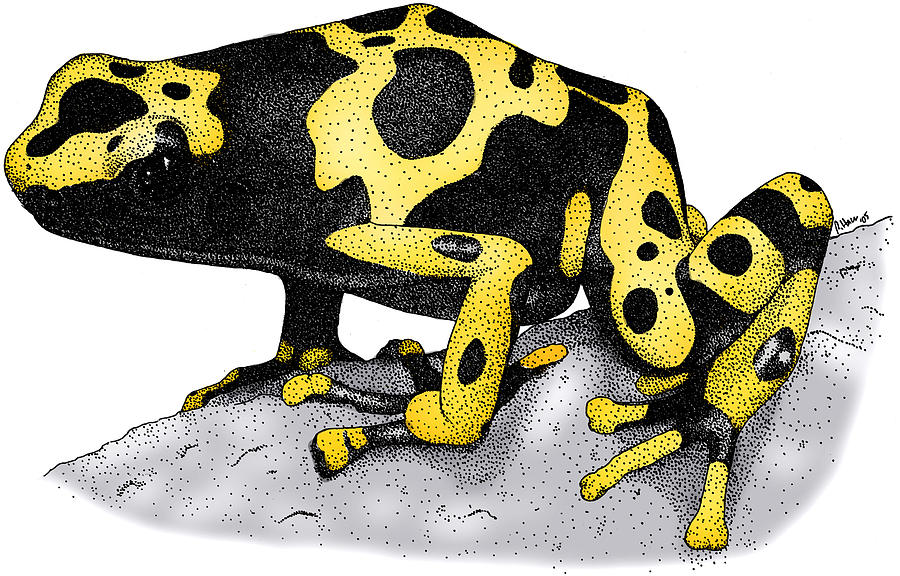 Yellow Banded Poison Dart Frog #1 Photograph by Roger Hall