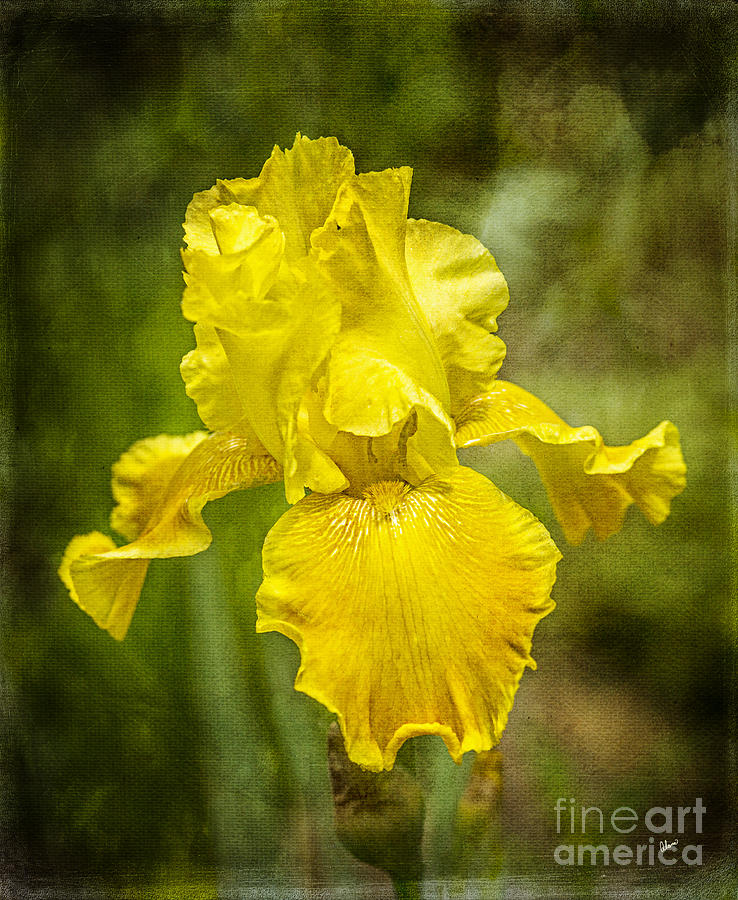 Yellow Beauty #1 Photograph by Alana Ranney