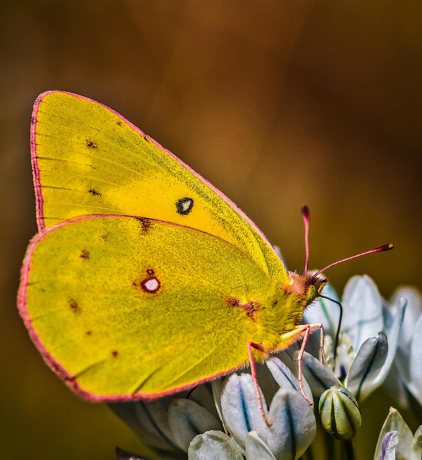 Yellow Beauty #1 Photograph by Mitch Shindelbower