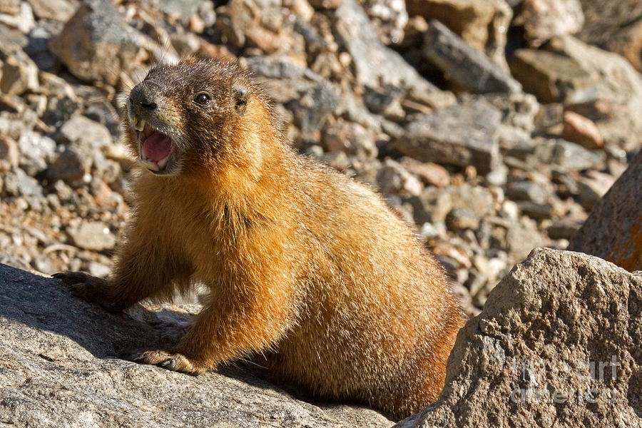 Yellow Bellied Marmot Barking in Rocky Mountain National Park #1 Photograph by Fred Stearns