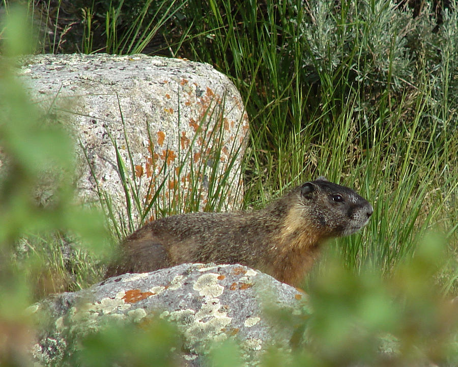 Yellow-bellied Marmot One Photograph by Carl Moore