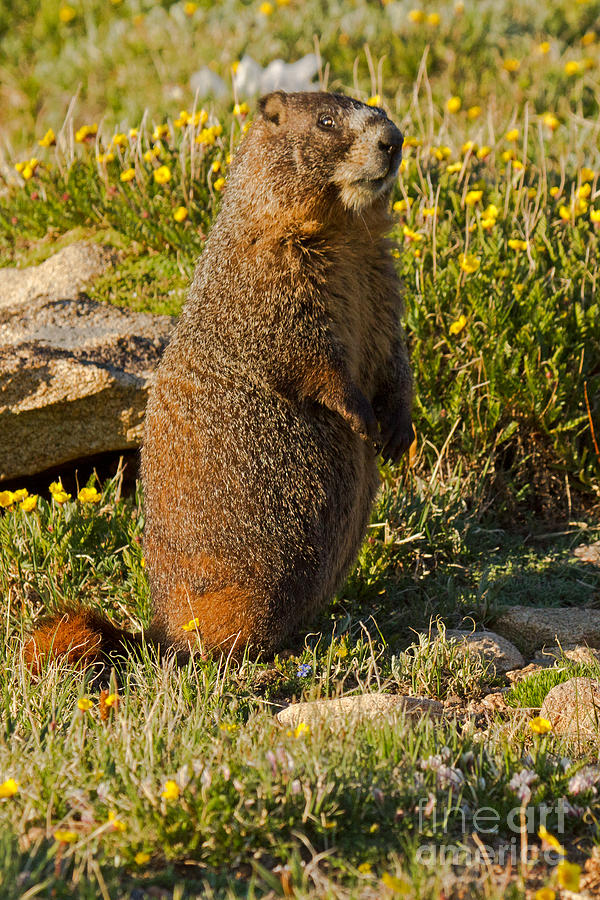 Yellow Bellied Marmot on Alert in  Rocky Mountain National Park #1 Photograph by Fred Stearns