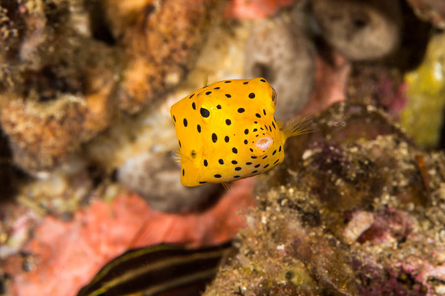 Yellow Boxfish #1 Photograph by Andrew J. Martinez
