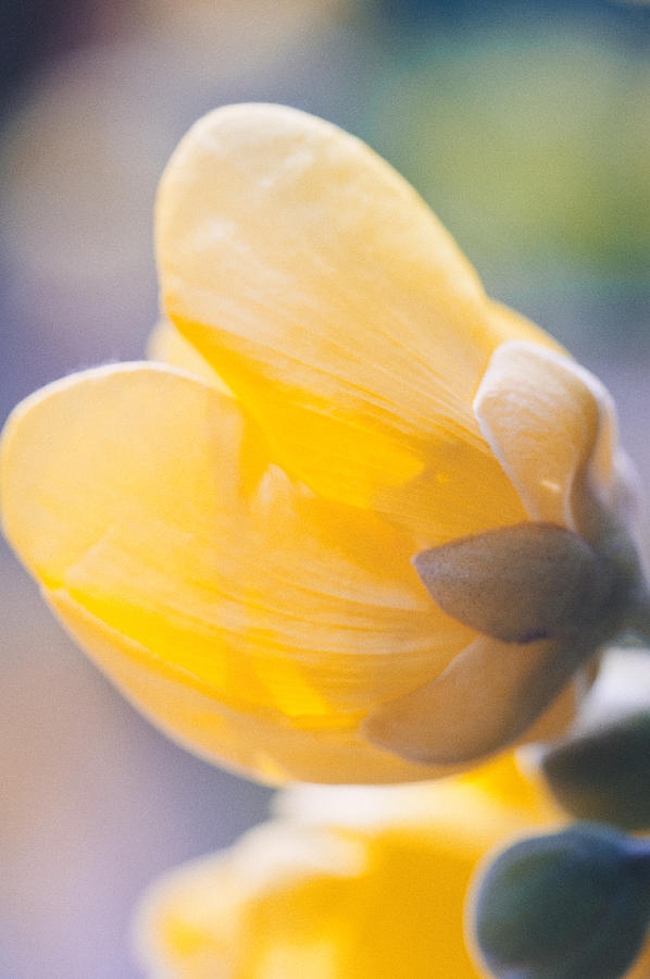 Yellow buttercup flower II #1 Photograph by U Schade