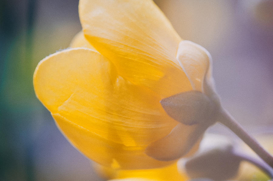 Yellow buttercup flower #1 Photograph by U Schade