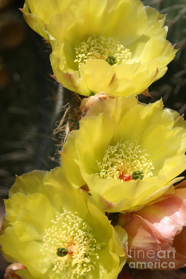 Yellow Cactus Photograph by Christiane Schulze Art And Photography