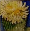 Yellow Cactus Flower #1 Painting by Judi Hendricks