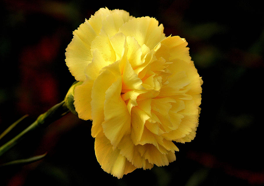 yellow carnation flower