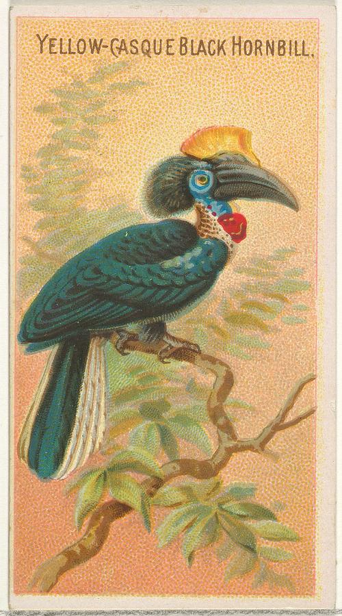 Harris Drawing - Yellow-casque Black Hornbill #1 by Issued by Allen & Ginter