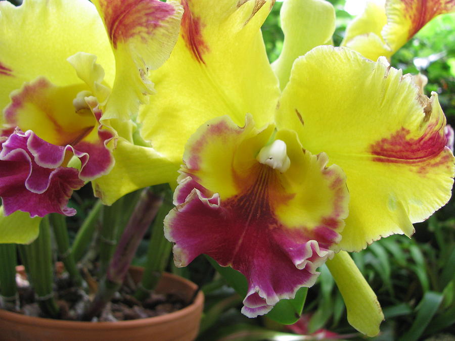 Yellow Cattleya Orchid #2 Photograph by Alfred Ng