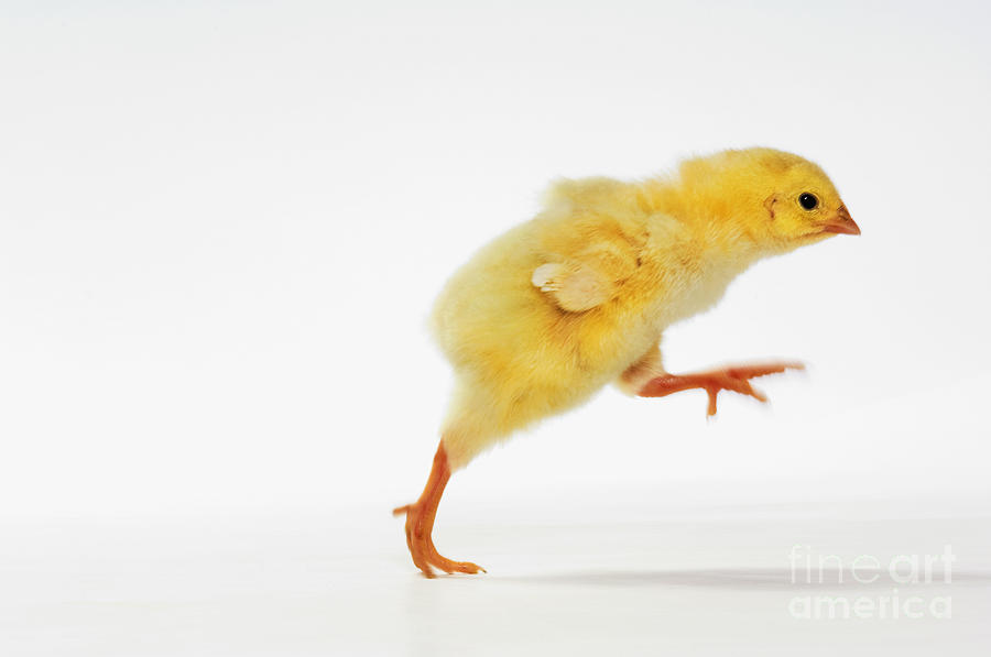 Yellow Chick #2 Photograph by Wave Royalty Free