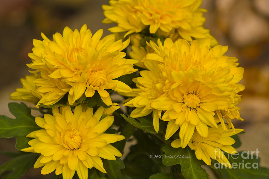Yellow Chrysanthemum Photograph by Richard J Thompson