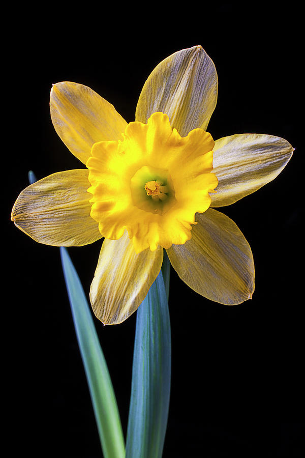 Yellow Daffodil #1 Photograph by Garry Gay