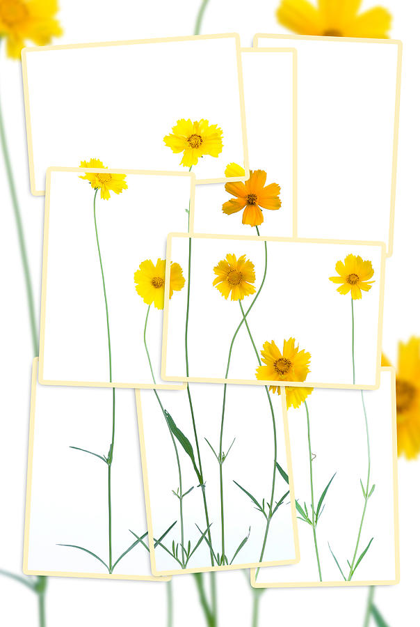 Yellow Daisies collage Photograph by Alexey Stiop