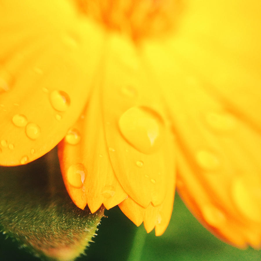 Daisy Photograph - Yellow Daisy Raindrops #1 by Gemma Knight