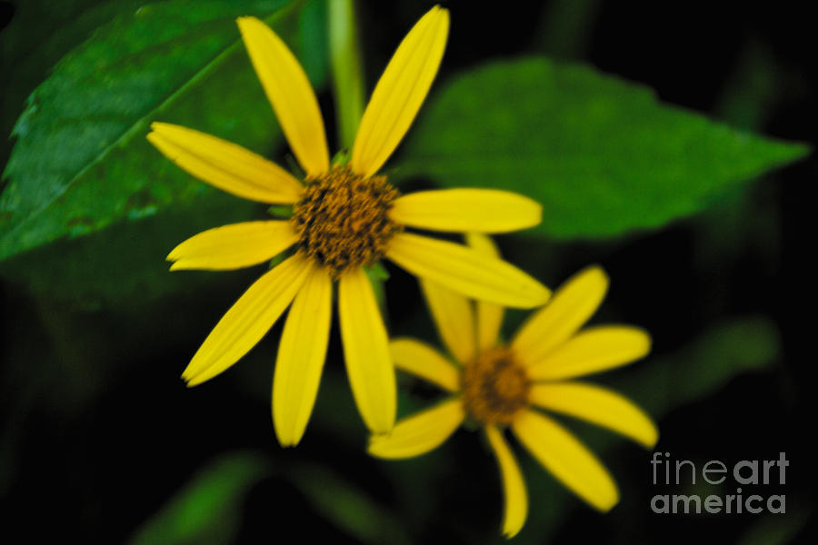Yellow Daisy #1 Photograph by William Norton