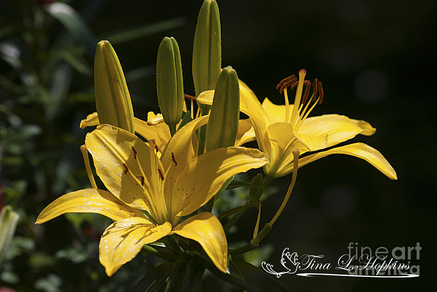 Yellow Day Lily 20120615_43a #1 Photograph by Tina Hopkins