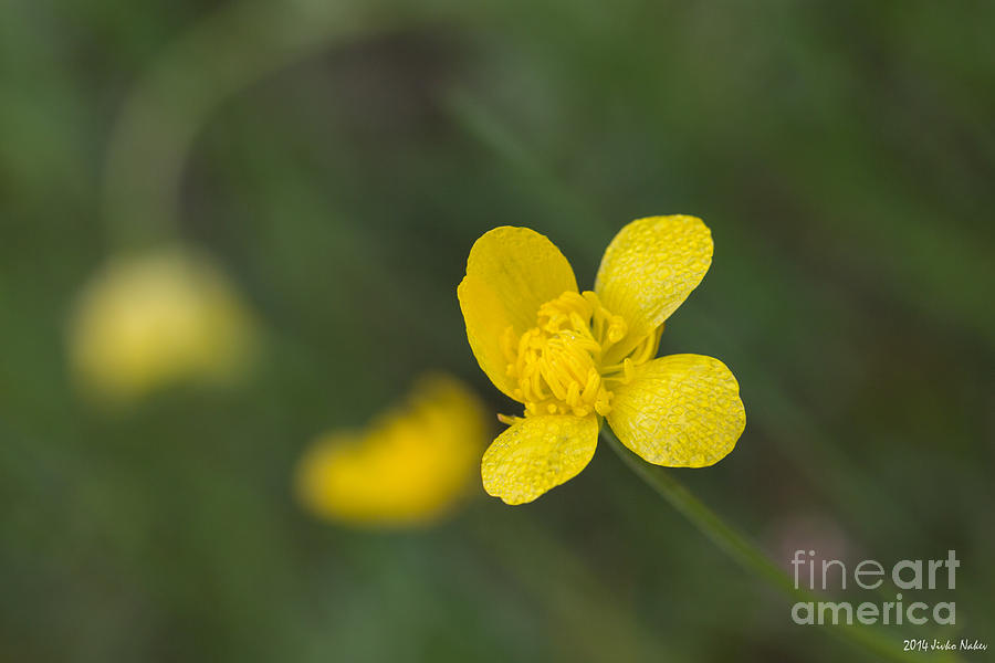 Yellow flower #1 Photograph by Jivko Nakev
