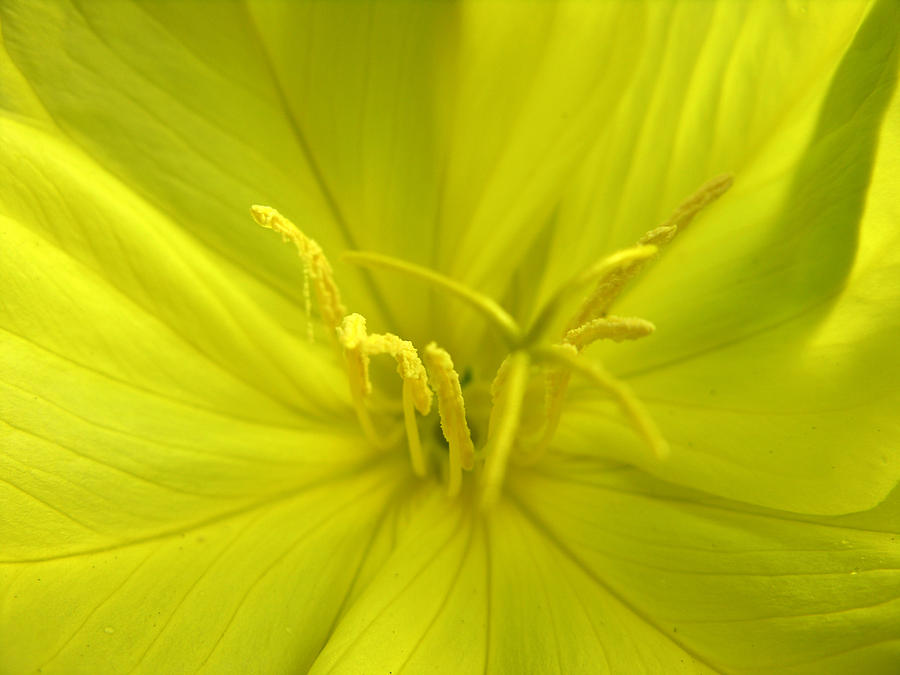 Yellow Flower #1 Photograph by Robert Lozen