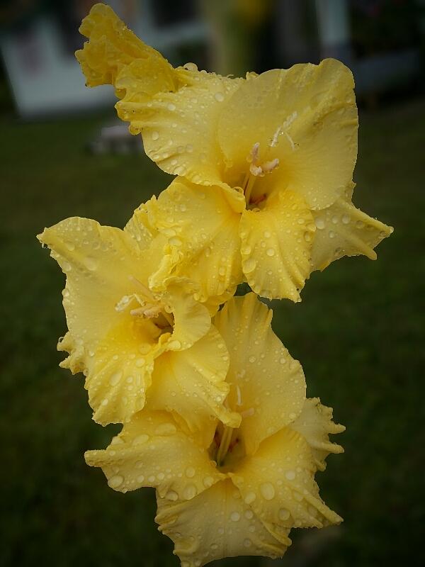 Yellow Flower Photograph - Yellow Flower #1 by Smrita Pradhan