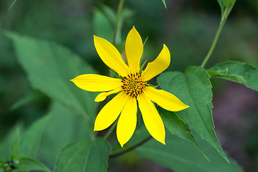 Yellow Flower #1 Photograph by Susan Jensen