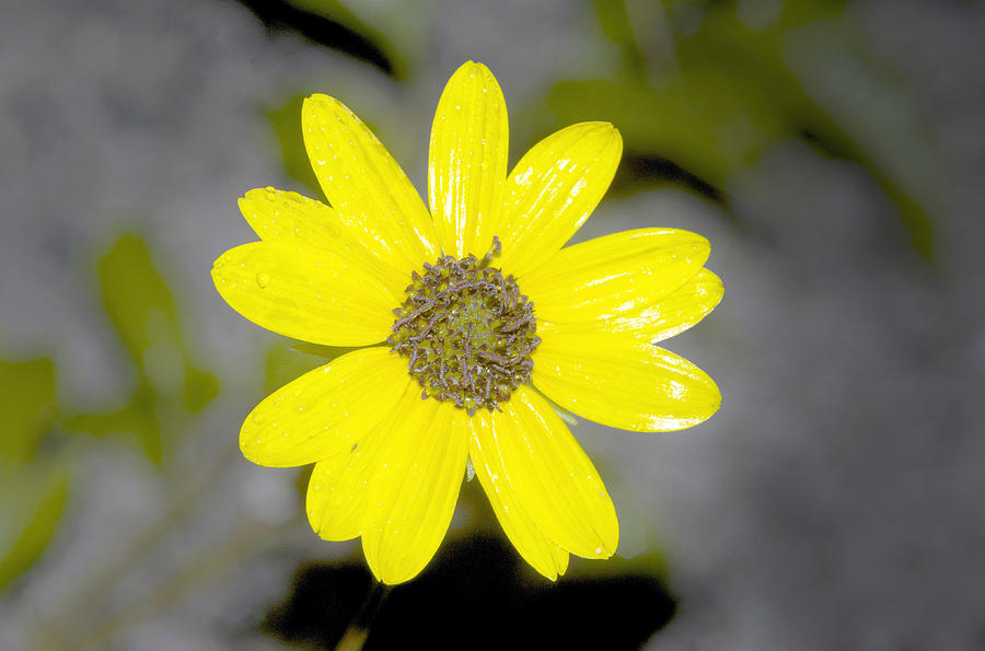 Easter Photograph - Yellow Flower #1 by William Ragan