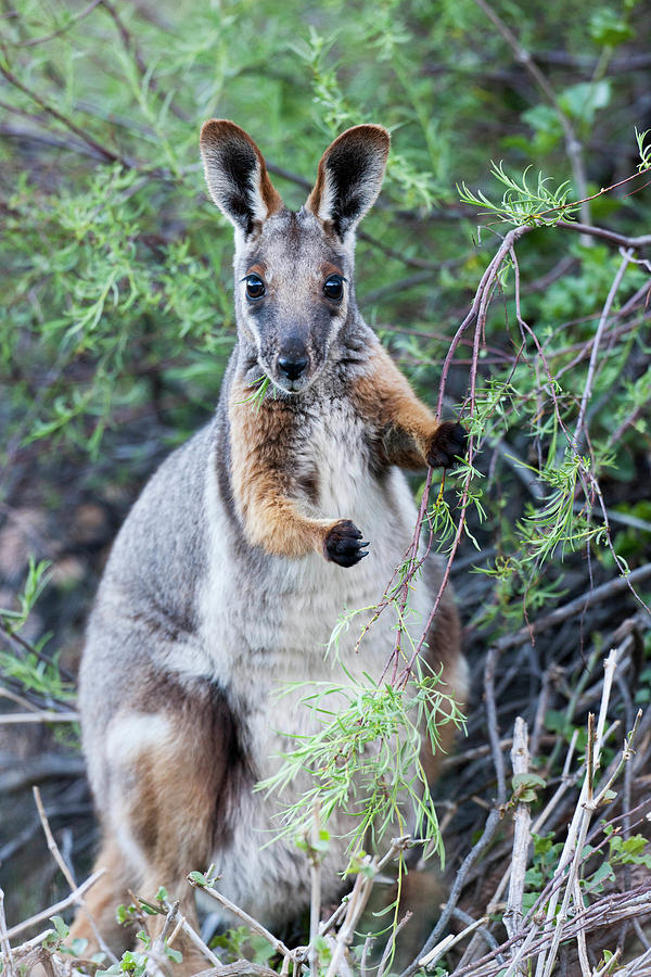 Animal Photograph - Yellow-footed Rock-wallaby (petrogale #1 by Martin Zwick