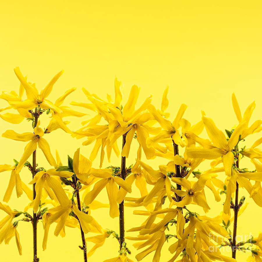 Spring Photograph - Yellow forsythia flowers by Elena Elisseeva