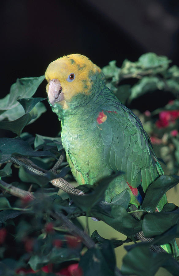 Yellow-headed Amazon Parrot #1 Photograph by Gerald C. Kelley