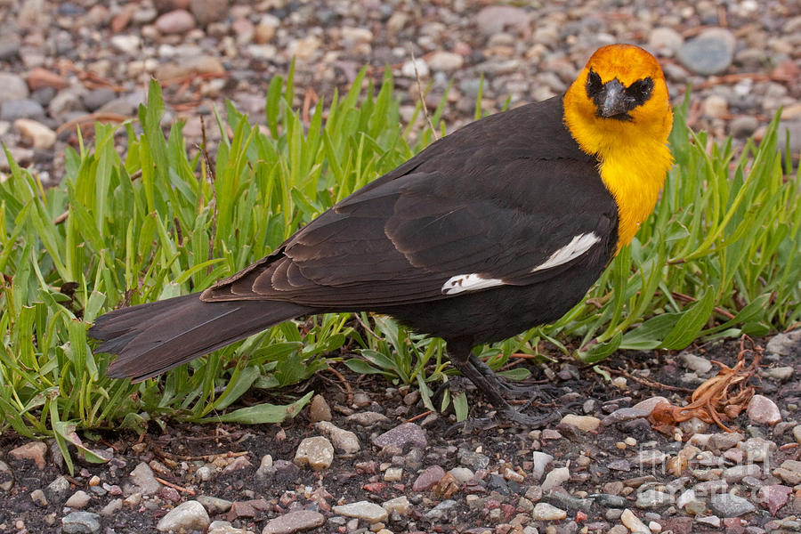 Yellow Headed Black Bird at Willow Flats #1 Photograph by Fred Stearns