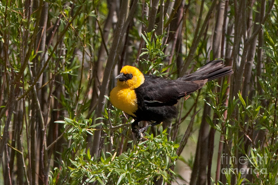 Yellow Headed Black Bird #1 Photograph by Fred Stearns