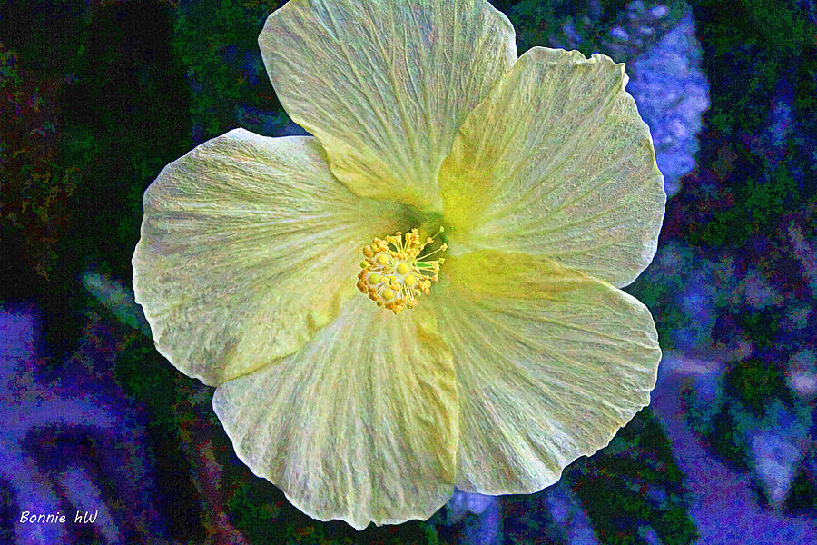 Yellow Hibiscus #1 Photograph by Bonnie Willis