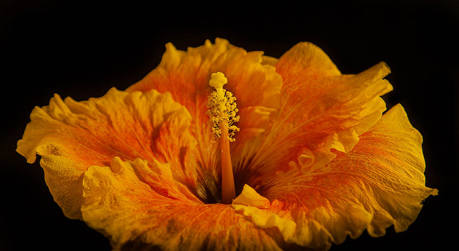Yellow Hibiscus #1 Photograph by Craig Watanabe
