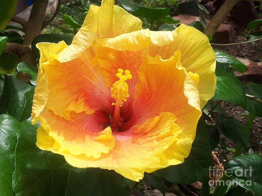 Yellow Hibiscus Flower #1 Photograph by Charlotte Gray