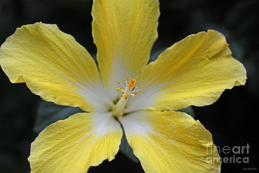 Summer Photograph - Yellow Hibiscus Flower with Ant #2 by Kenny Bosak