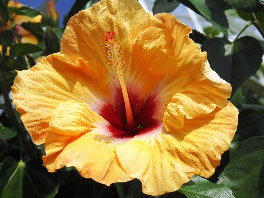 Yellow Hibiscus Photograph by Karin Dawn Kelshall- Best | Fine Art America