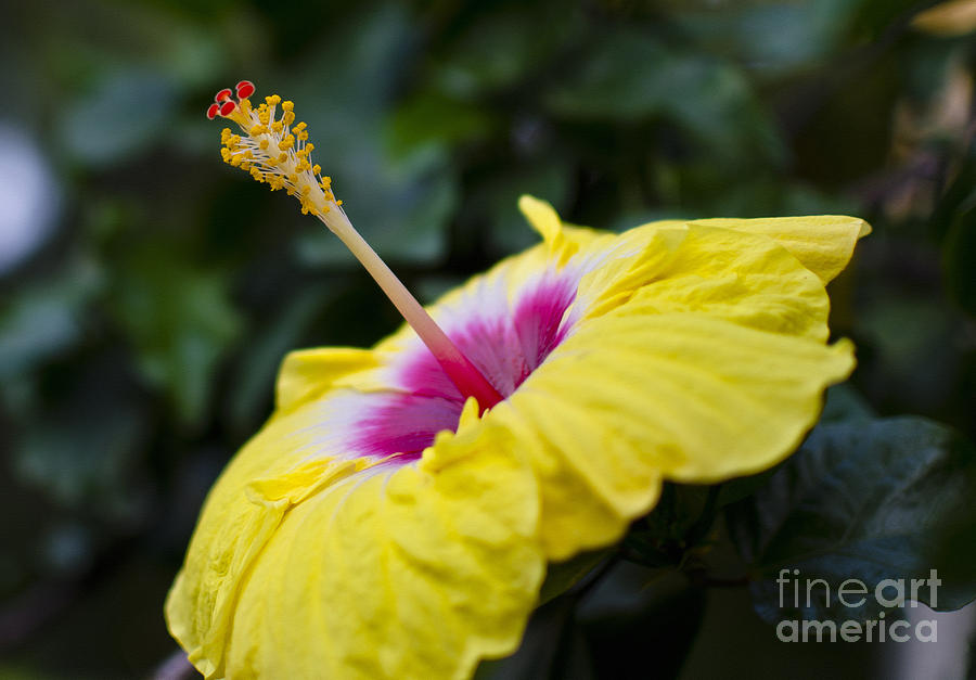 Yellow Hibiscus #1 Digital Art by Pravine Chester