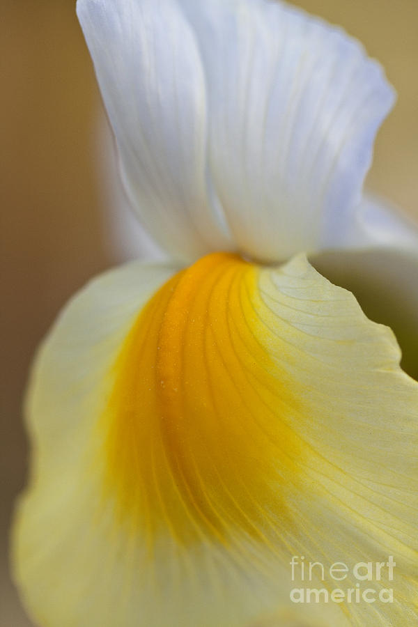 Yellow Iris #1 Photograph by Carrie Cranwill