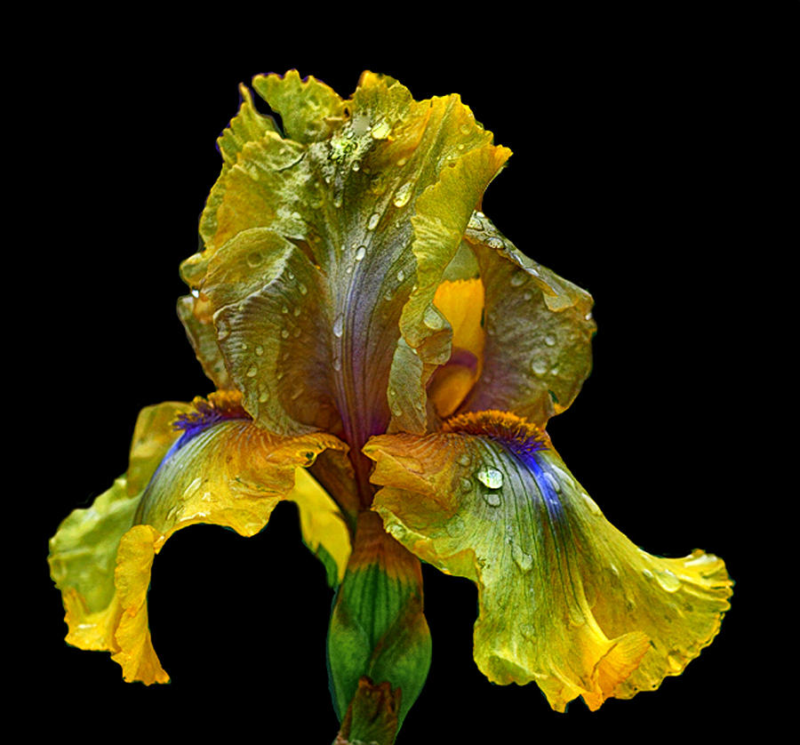 Yellow Iris #1 Photograph by Floyd Hopper
