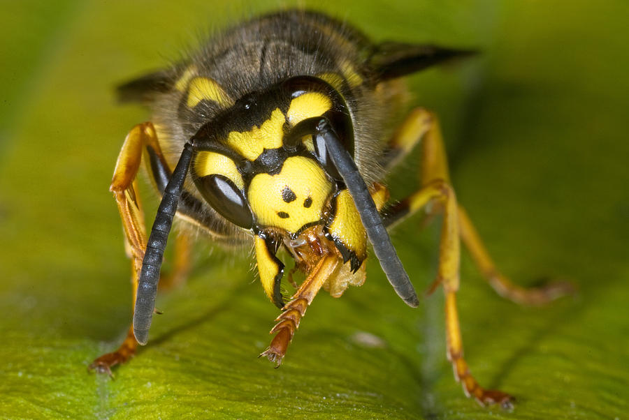 Yellow Jacket Wasp #1 Photograph by John Mitchell