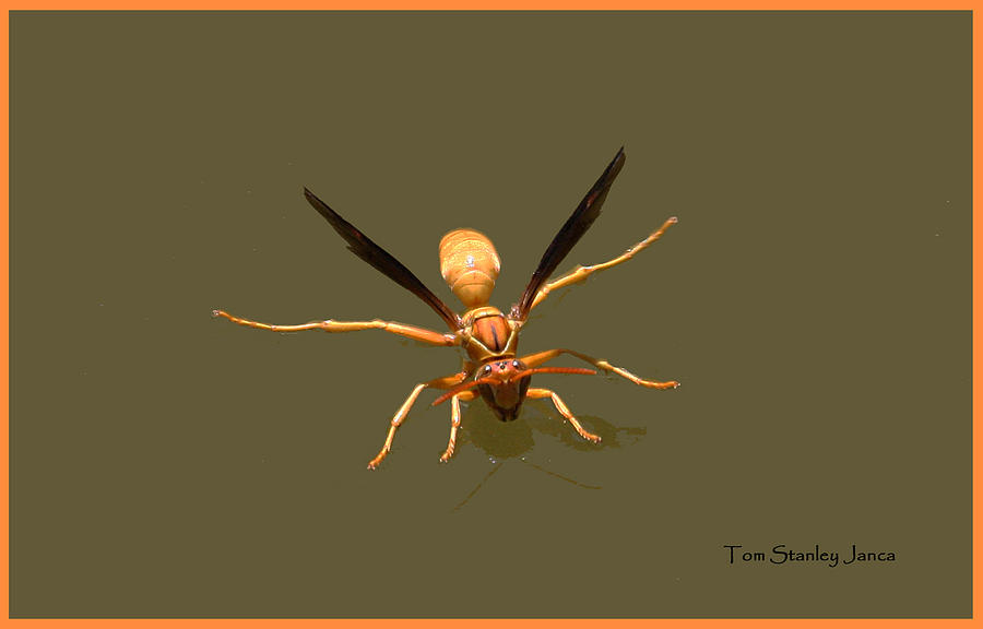 Yellow Jacket Wasp #1 Photograph by Tom Janca