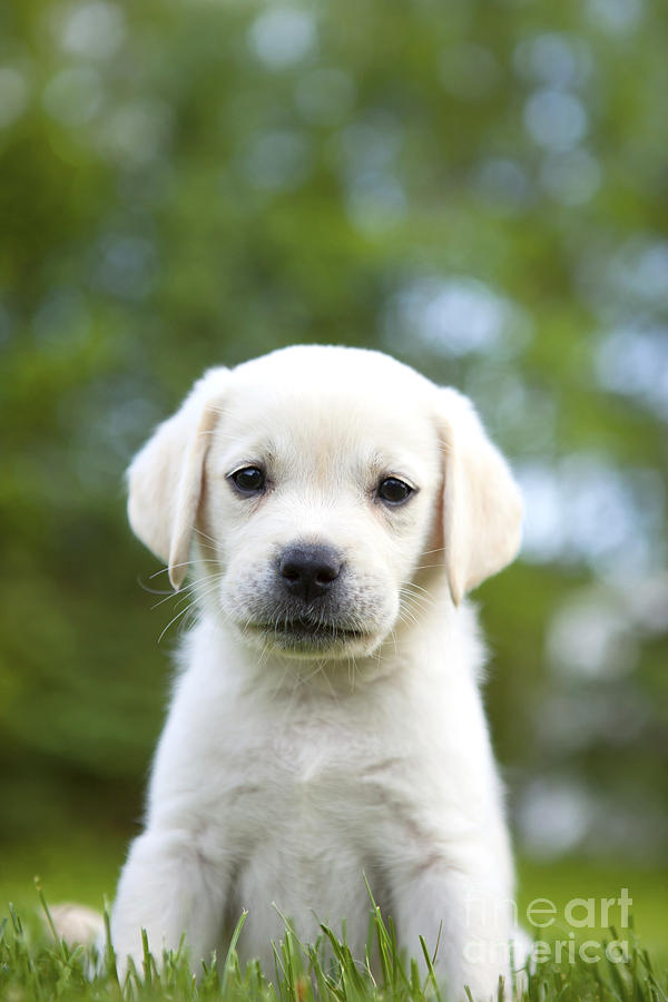 Dog Photograph - Yellow Lab Puppy #2 by Diane Diederich