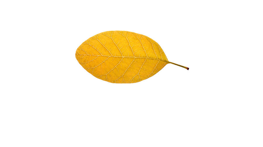 Yellow leaf #1 Photograph by Marek Poplawski