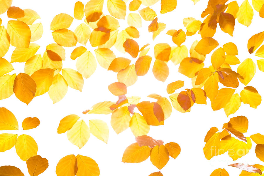 Yellow leaves #1 Painting by Ingela Christina Rahm