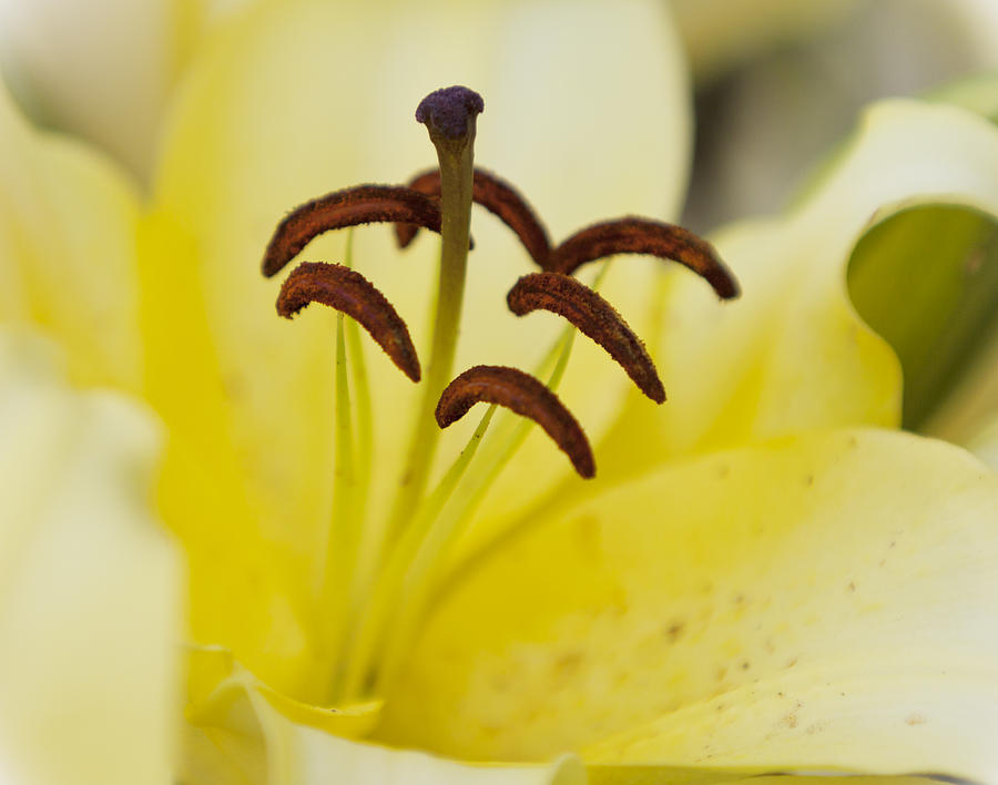 Yellow Lily #1 Photograph by Maj Seda
