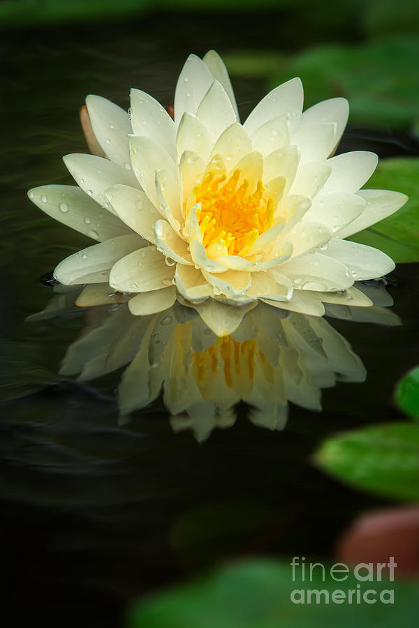Yellow lotus #1 Photograph by Anek Suwannaphoom