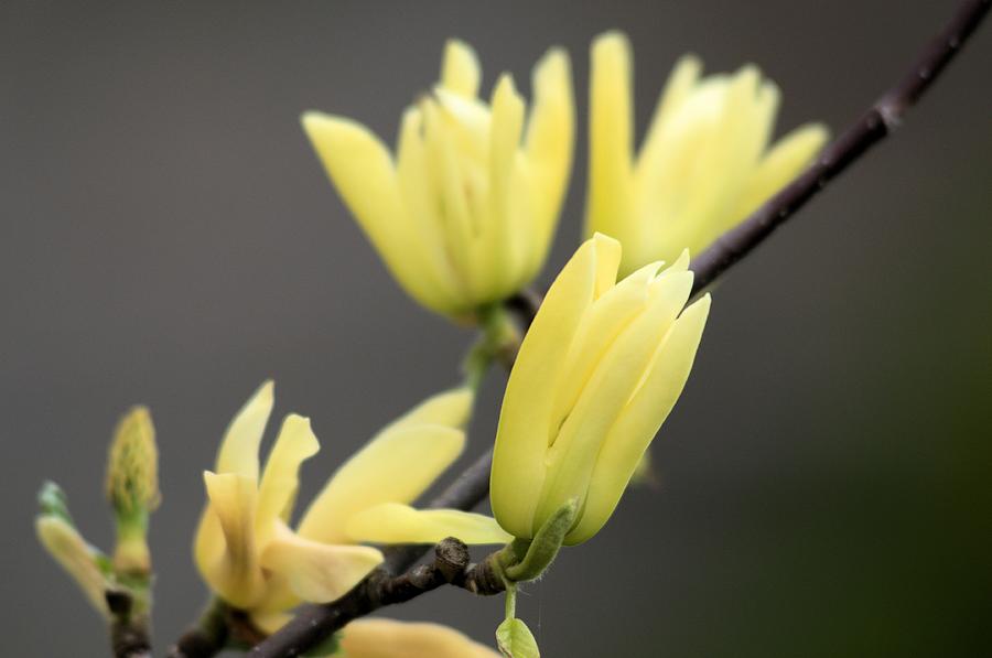 Yellow Magnolia 2 #1 Photograph by Douglas Pike
