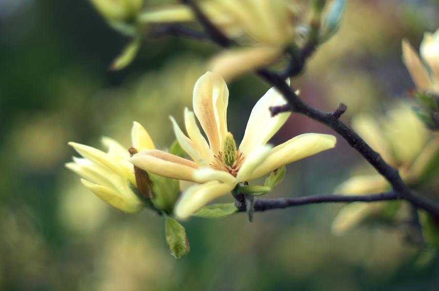 Yellow Magnolia 4 #1 Photograph by Douglas Pike