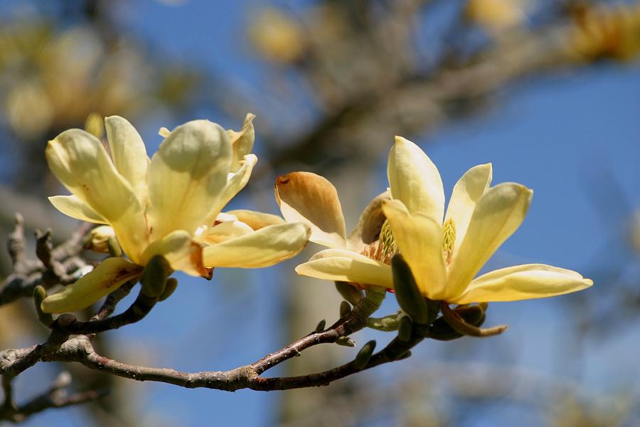 Magnolia Movie Photograph - Yellow Magnolia #1 by Living Color Photography Lorraine Lynch